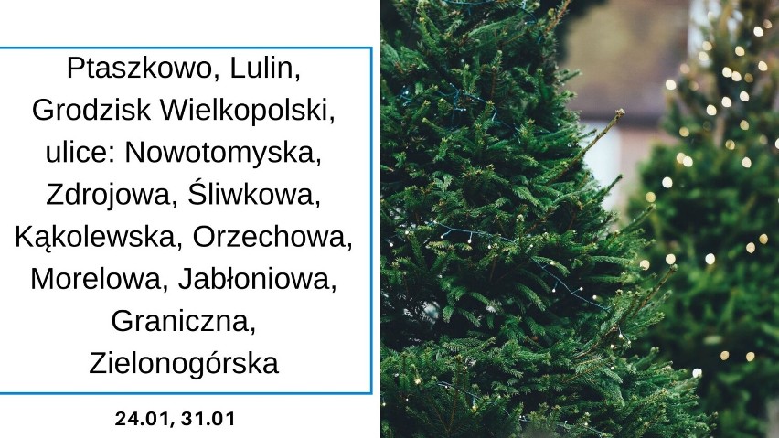 Gmina Grodzisk Wielkopolski: Co zrobić z choinką po świętach? Harmonogram odbioru drzewek w 2022