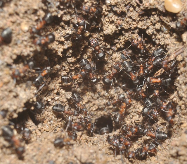 Mrówki żyją w bunkrze odcięte od świata. Nie rozmnażają się, nie mają też pokarmu.