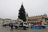 Kraków. Na Rynku Głównym trwa ubieranie świątecznej, żywej choinki [ZDJĘCIA]