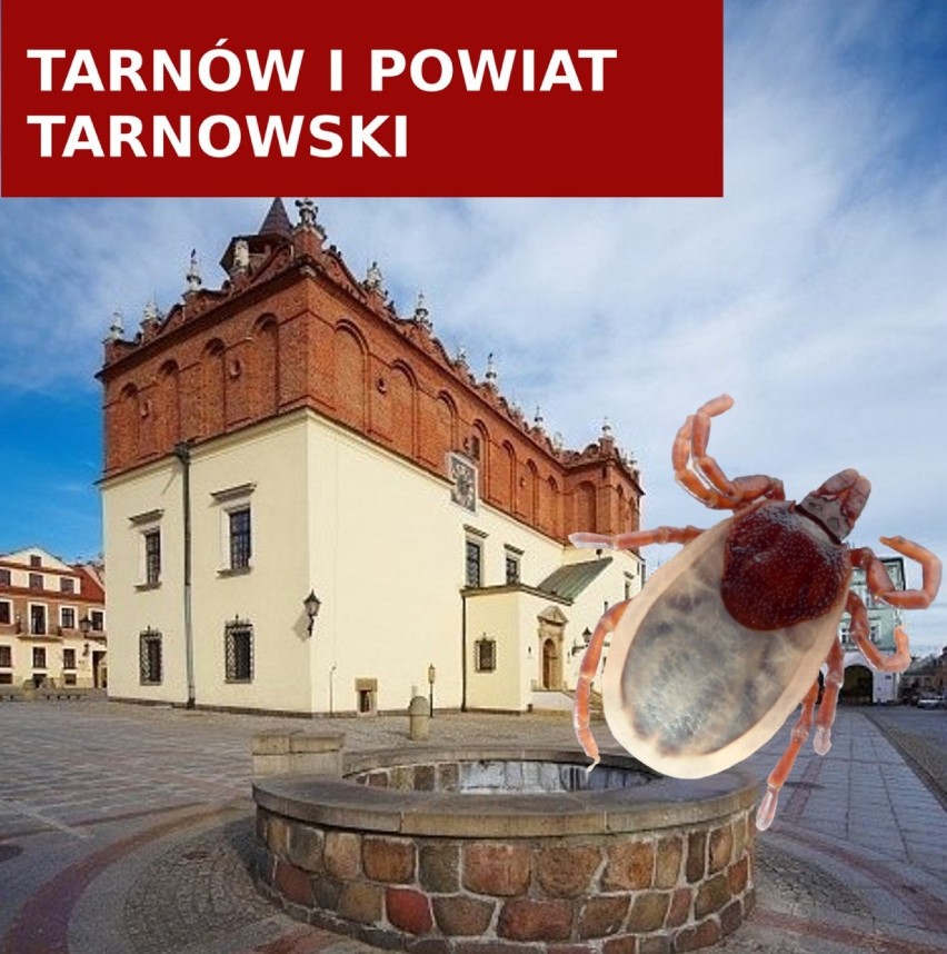 W Tarnowie i pow. tarnowskim w tym roku wykryto 103...
