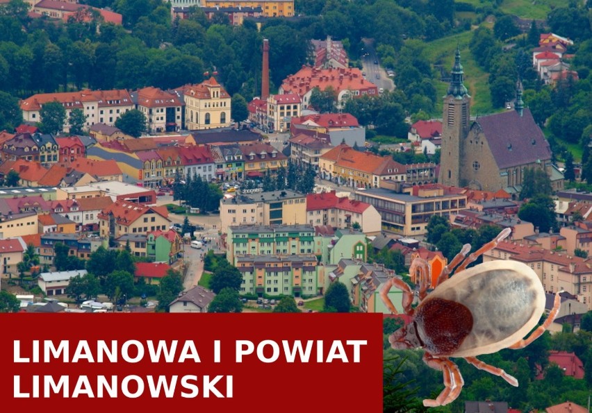Limanowa i powiat limanowski również są w czołówce w tym...