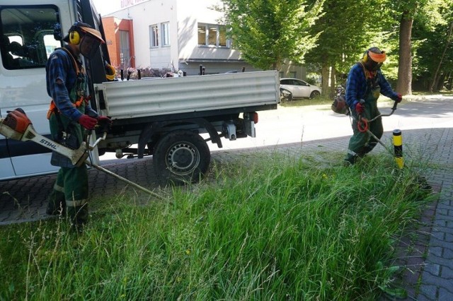 Rzadsze koszenie trawników w Jastrzębiu jest pokłosiem zmian w polityce ekologicznej miasta.