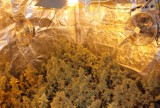 Szczecińscy policjanci zamknęli wielką plantację marihuany w Policach [wideo]