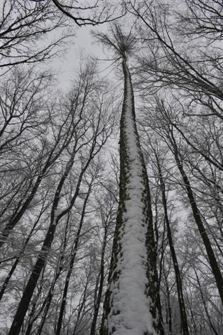 Skrzyszów: zima w lesie Kruk [ZDJĘCIA]