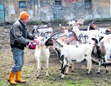 Legnica/Żukowice: Noclegownie pękają w szwach