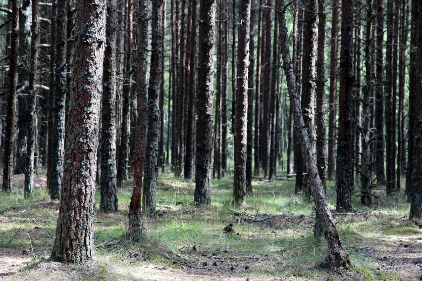 Posadź drzewo z leśnikami! Nadleśnictwo Szklarska Poręba zaprasza do akcji #sadziMY