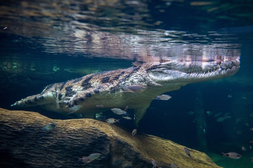 Łódź: Krokodyle gawialowe zamieszkały w Orientarium w łódzkim zoo. ZDJĘCIA