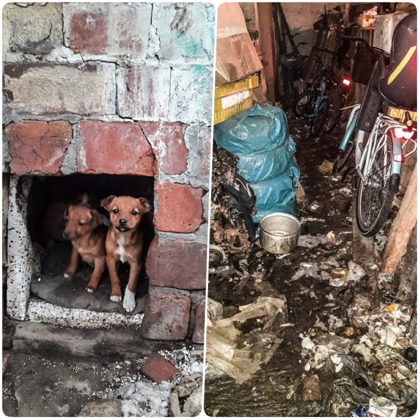 W Stradomi Wierzchniej odebrano psy, które żyły w fatalnych warunkach