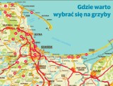 Poradnik dla grzybiarzy. Gdzie warto wybrać się na grzyby na Pomorzu? [MAPY]