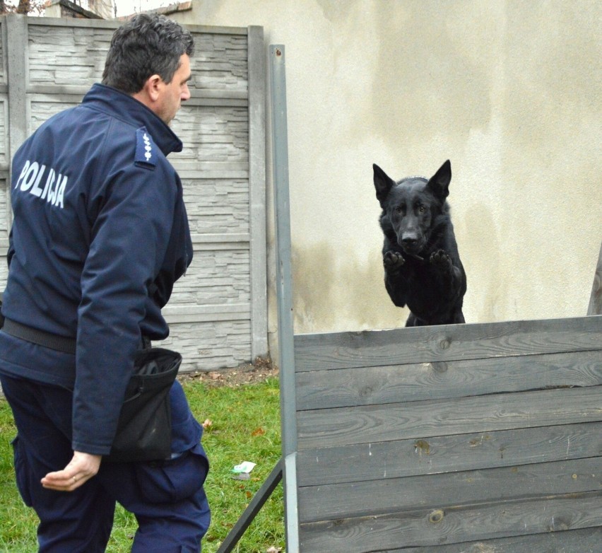 Policja w Kluczborku ma nowego funkcjonariusza. To owczarek Red, który specjalistyczne szkolenie zakończył jako prymus