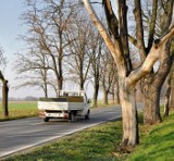 Tarnów: drzewa przy Niedomickiej niebezpieczne dla kierowców