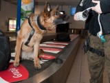 Narkotyki na lotnisku:Czujny nos psa o imieniu Irma