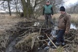 Bobry wyrządzają szkody. Rolnicy z gminy Zadzim mają duży problem (ZDJĘCIA i FILM)