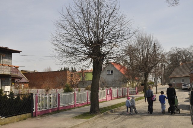 Niebezpieczne drzewa w Skalmierzycach. Kopią prądem, a obok nich chodzą dzieci
