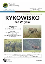 Rykowisko nad Wigrami. Chcesz posłuchać ryku jeleni, jest okazja