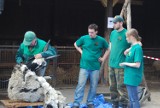 Będą strzyc owce we wrocławskim zoo 