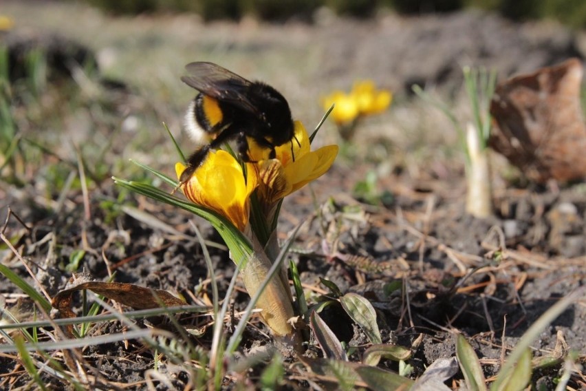 Jaka będzie pogoda w niedzielę 7.04.2019 i w przyszłym...