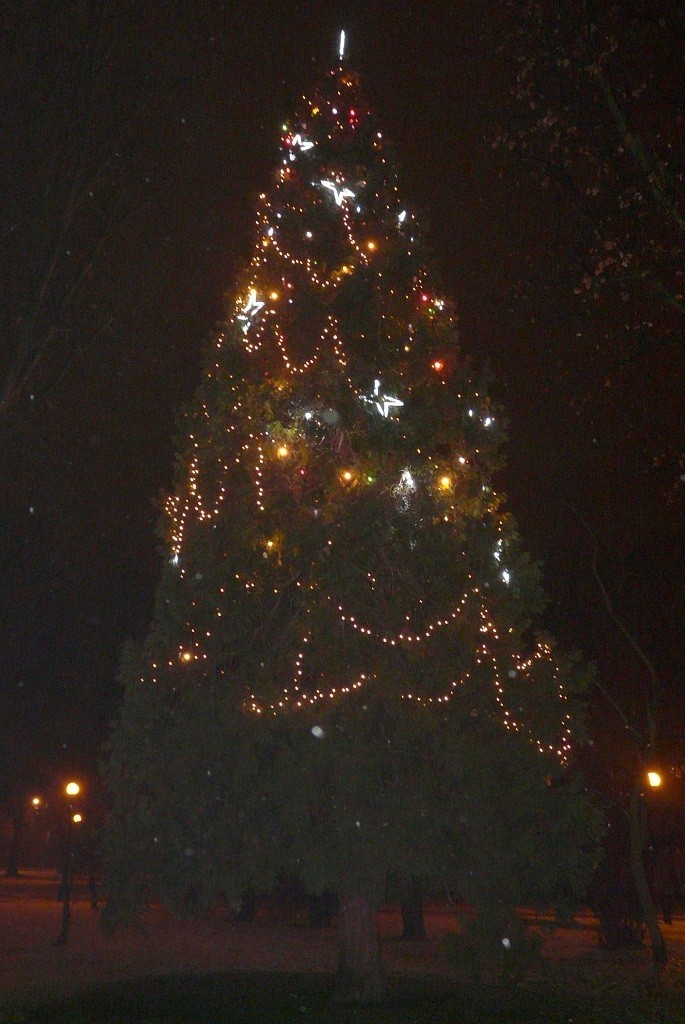 Choinka miejska w Tomaszowie. Świąteczne drzewko rozbłysnęło w Parku dra Rodego