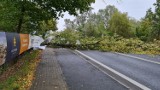 Prognoza pogody. Na polską złotą jesień nie mamy co liczyć 