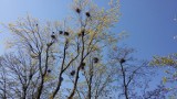 Niebawem ruszy akcja zrzucania ptasich gniazd z drzew w koluszkowskim parku miejskim