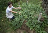 Gmina Bytnica: W Anielskich Ogrodach w Budachowie rosną też arbuzy! Jak to możliwe? (ZDJĘCIA)