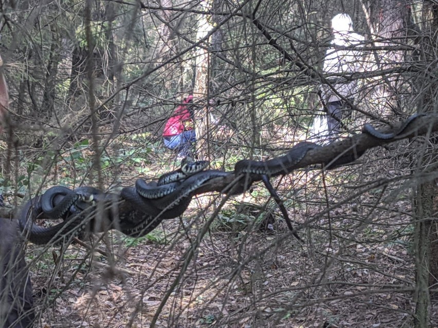 Zaskroniec zwyczajny sfotografowany w dolnośląskich lasach...