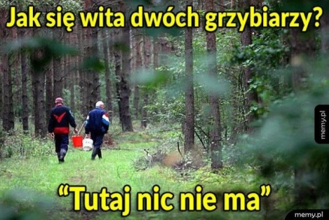 Sezon na grzyby w pełni. W lasach tłumy grzybiarzy, a internauci nie mogli tego zostawić bez komentarza. Wybraliśmy dla Was najlepsze memy w sieci.

Na następnych zdjęciach kolejne memy o grzybiarzach. Aby przejść do galerii, przesuń zdjęcie gestem lub naciśnij strzałkę w prawo.