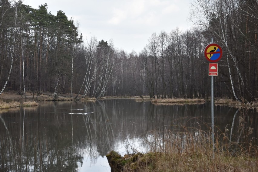 Koronawirus: W lesie w Rybniku tłumy spacerujących