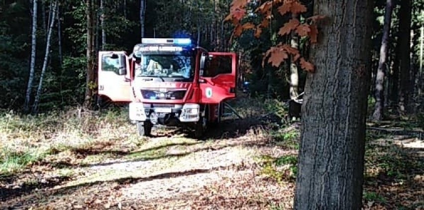 Do walki z pożarem lasu wysłano sześć zastępów straży...