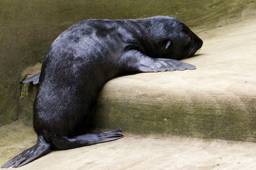 Kotik afrykański urodził się we wrocławskim zoo w połowie...