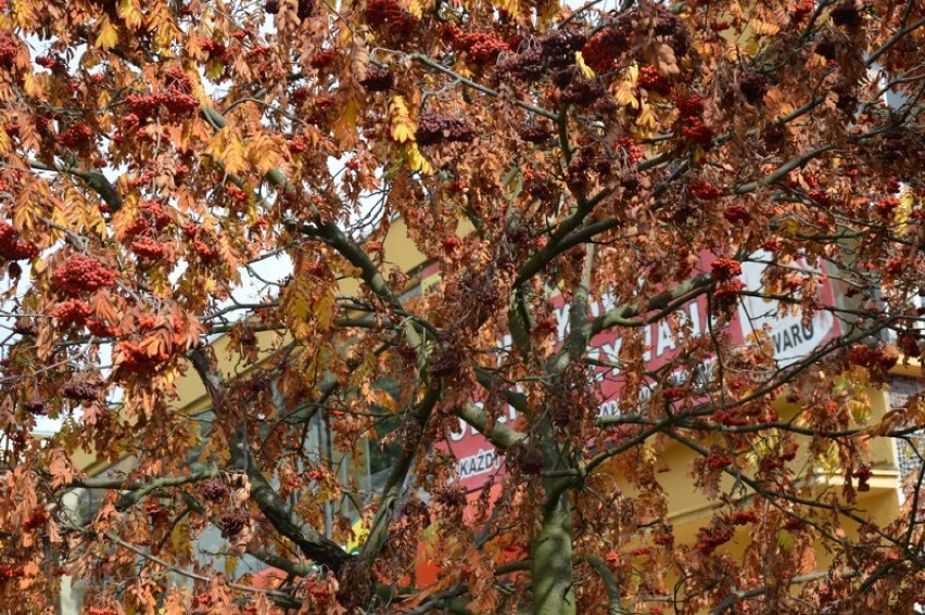 Zduńska Wola przybiera barwną, jesienną szatę [zdjęcia]