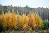 Wspaniały las w gminie Sławno. Zobaczcie "płonące" drzewa ZDJĘCIA