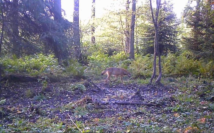 Wilki uchwycone przez fotopułapkę w lasach ok. 5 km od...