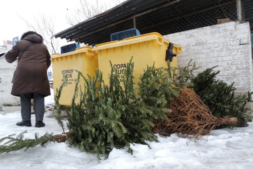 W Lesznie ruszył odbiór żywych choinek po świętach. Jak się jej pozbyć bez problemów?
