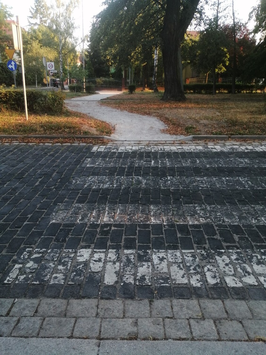 ZDM robi porządki na alei lipowej przy ulicy Grabskiego w Legnicy