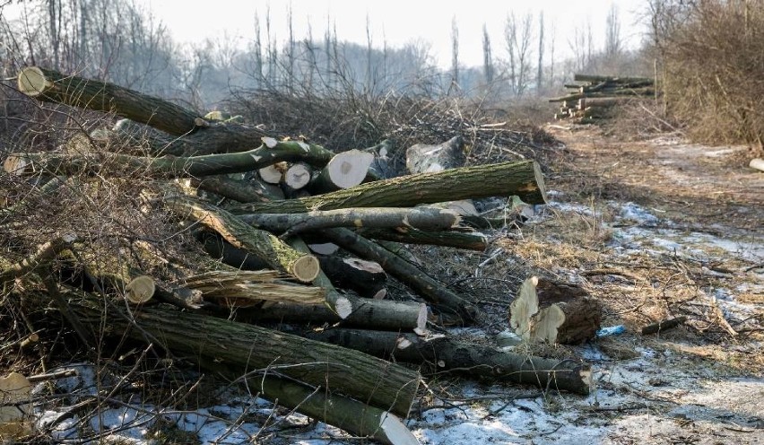 W Krakowie będą wycinać kolejne drzewa