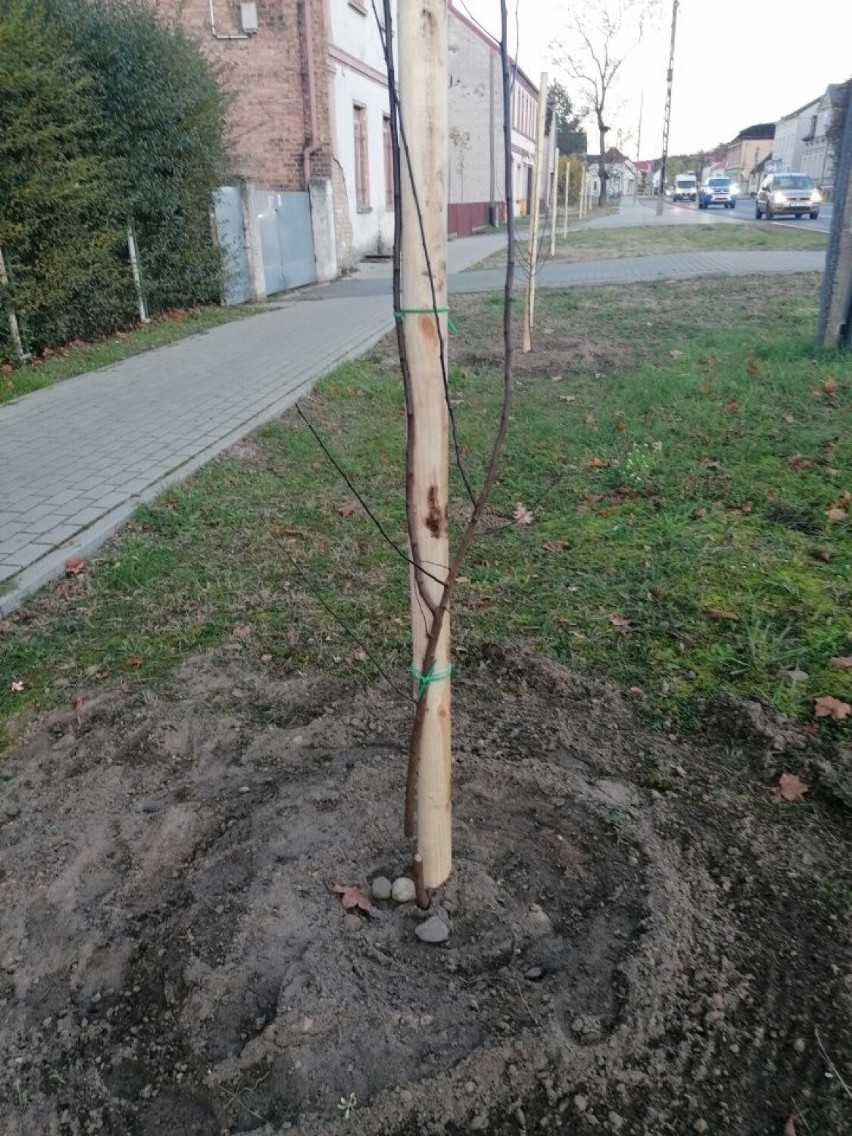 Nieznani sprawcy zniszczyli młode drzewka w Lipkach...
