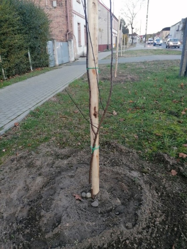 Nieznani sprawcy zniszczyli młode drzewka w Lipkach Wielkich.