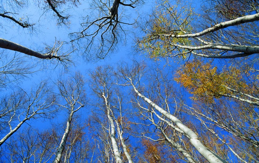 Nadleśnictwo Góra Śląska  jest zainteresowane  zakupem lasów lub gruntów przeznaczonych do zalesienia 