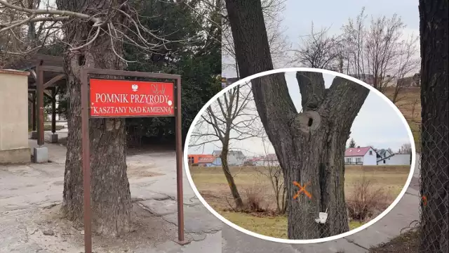147 drzew zostanie wyciętych podczas przebudowy drogi wojewódzkiej 754 w Ostrowcu Świętokrzyskim. Na Alei 3 Maja, 6 kasztanowców do wycinki