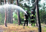 Policja szuka podpalacza z gminy Nieborów. Ktoś kilkanaście razy podpalił tam las