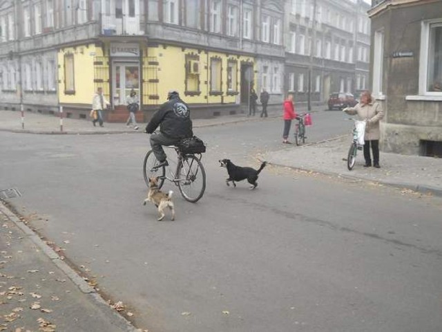 Niepilnowane psy są prawdziwą zmorą przechodniów i rowerzystów (fot. archiwum straży miejskiej)
