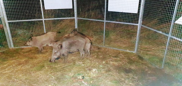 W ostatnią niedzielę pokaźne stadko dzików zostało odłowione w rejonie ul. Obozowej