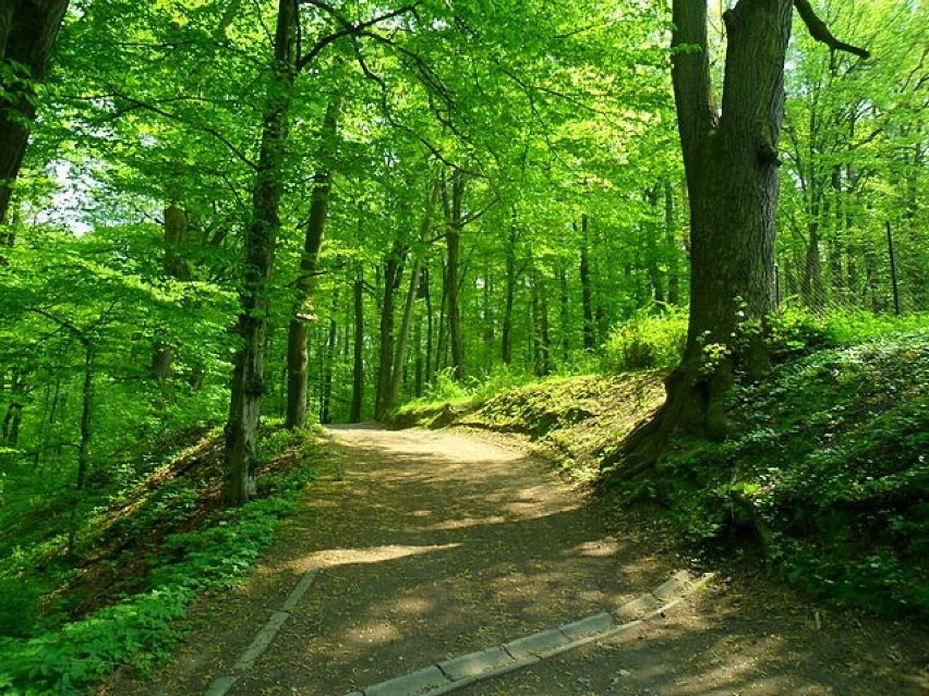 Spacer leśnymi ścieżkami, których w raciborskim parku jest...