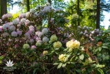 W czerwcu warto odwiedzić arboretum w Rogowie. Trwa pełnia kwitnienia azalii i różaneczników