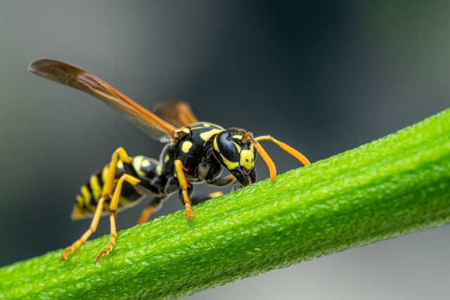 Szerszeń to duży owad, który swoim żądłem wstrzykuje aż 240 mikrogramów jadu!