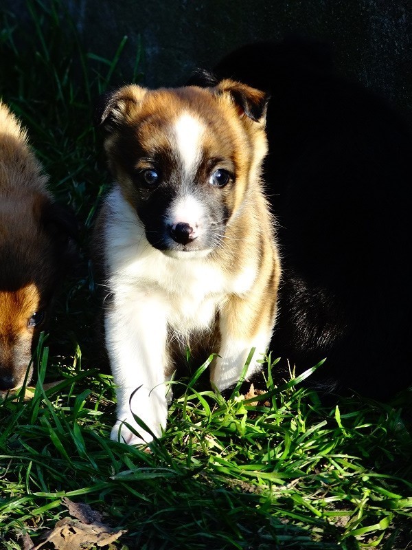 Psy i koty do adopcji Myszków 2013