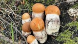 Grzyby 2023. Pierwsze jadalne grzyby koło Nowej Soli już rosną. Pani Danuta na poważnie zajmuje się grzybami i ma z tego dużo satysfakcji  