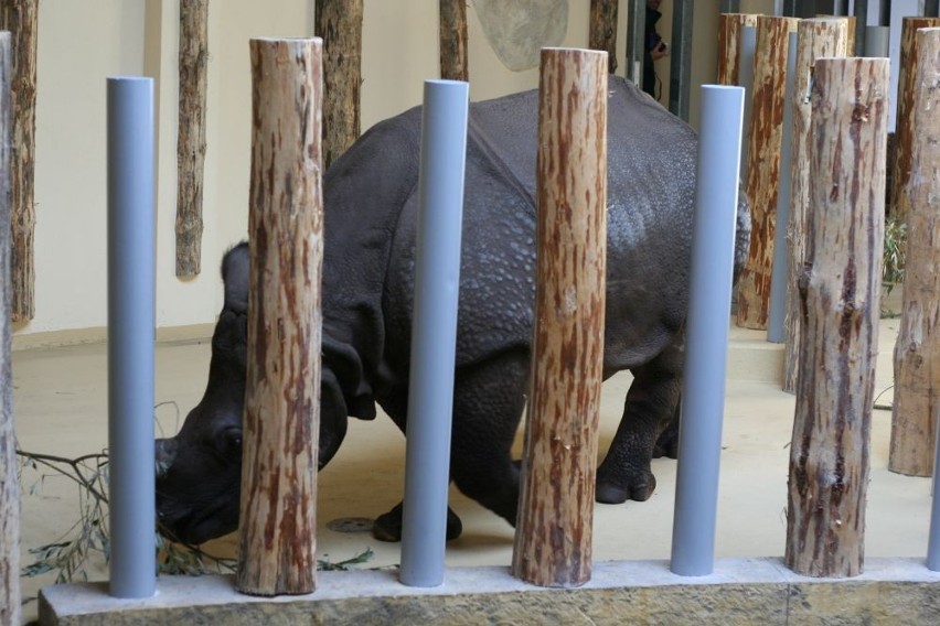 Wrocław: Zoo ma nowy wybieg dla nosorożców, małp i wiewiórek-gigantów (ZDJĘCIA)