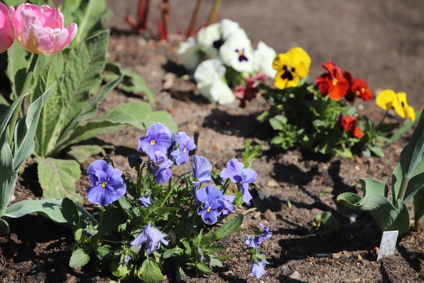 Ogród botaniczny i palmiarnia w Łodzi znowu otwarte! - PILNE